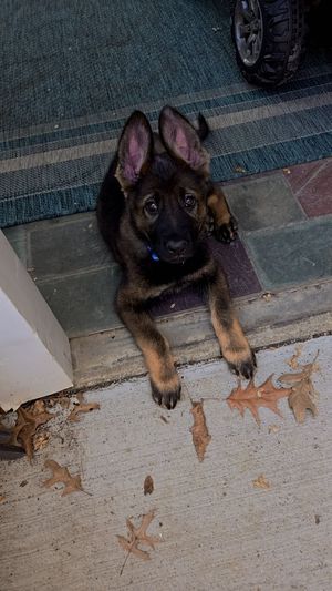 German Shepherd puppy lying on a white floor with scattered autumn leaves.