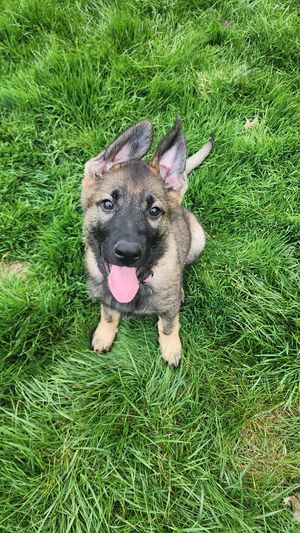 Adorable German Shepherd puppy lying in lush green grass with tongue out.