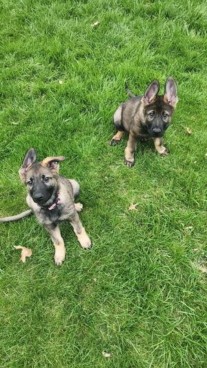 German Shepherd puppy relaxes on lush green grass showing different playful poses.