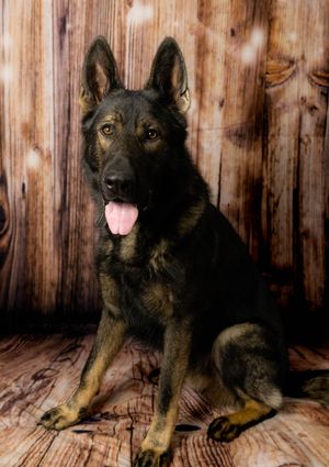 German Shepherd puppy poses in different positions against a rustic wooden backdrop.