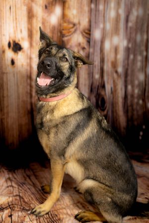 German Shepherd dog sits and smiles with tongue out against wooden fence background.