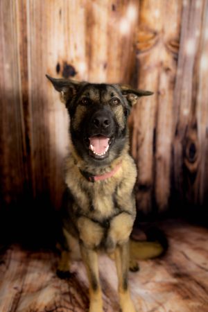 German Shepherd dog with a happy expression shown in multiple angles against a wooden fence background.