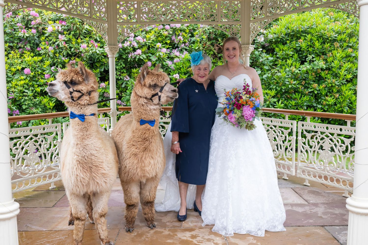 Wedding party poses with a fluffy alpaca wearing a blue bowtie in a white gazebo setting.