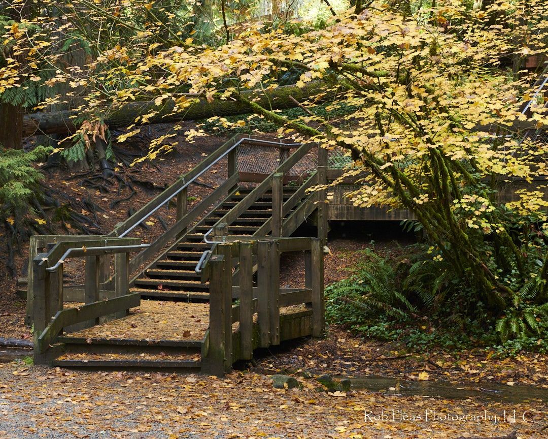 Stairs and yellow-colored autumn tree at bottom of hill near playground at Wildwood Park in Puyallup, WA