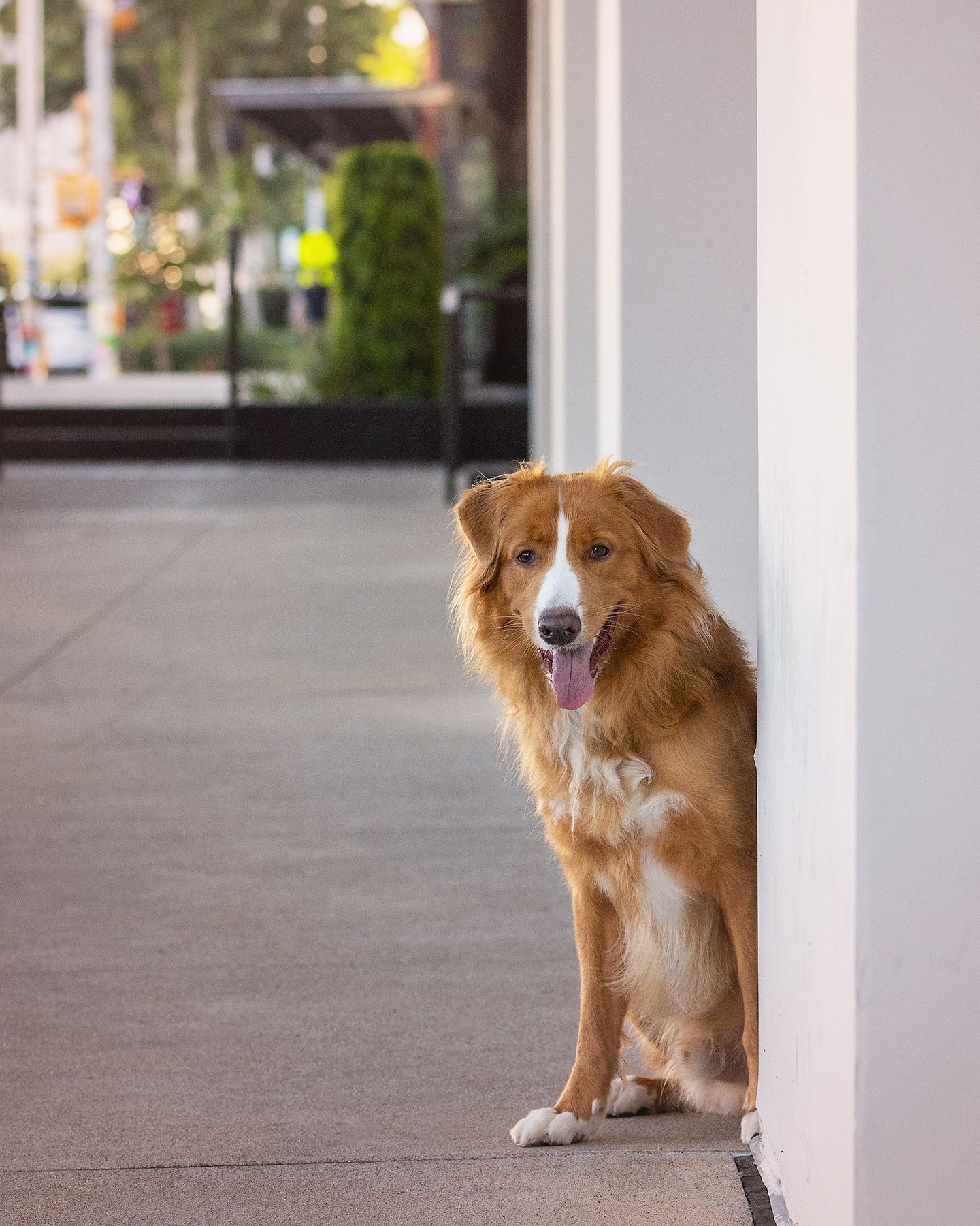 A brown and white dog peeks out from a white pillar on a concrete walkway.