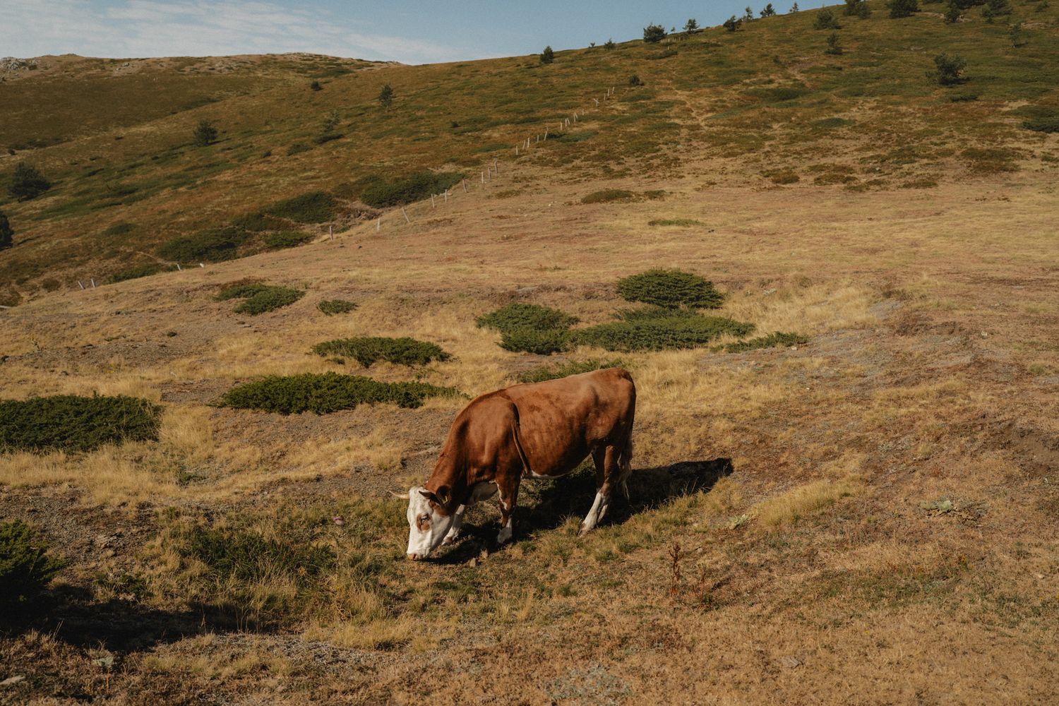 Brown horses grazing on a grassy hillside with expansive mountain views in the background.