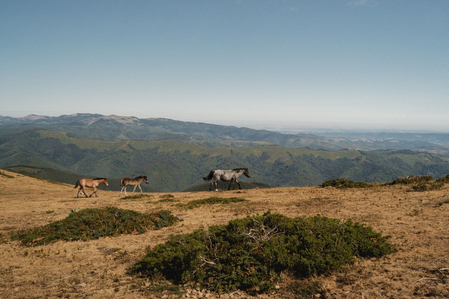 Wild horses graze along a mountain ridge with sweeping valley views in the background.