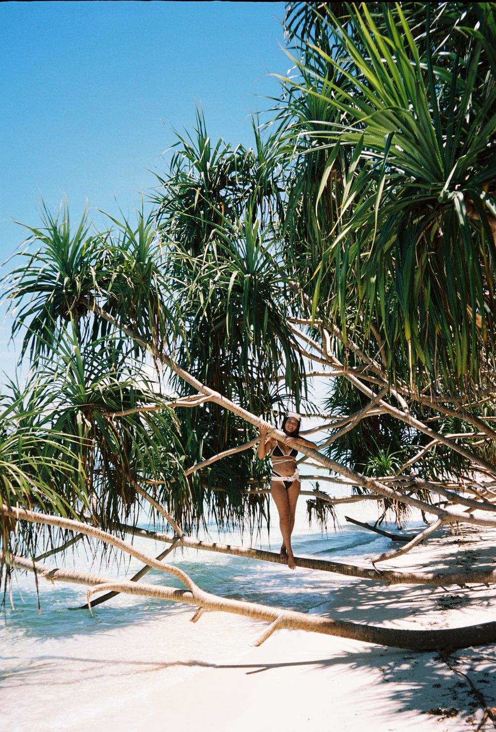 Palm trees line a pristine white sand beach with crystal clear waters.