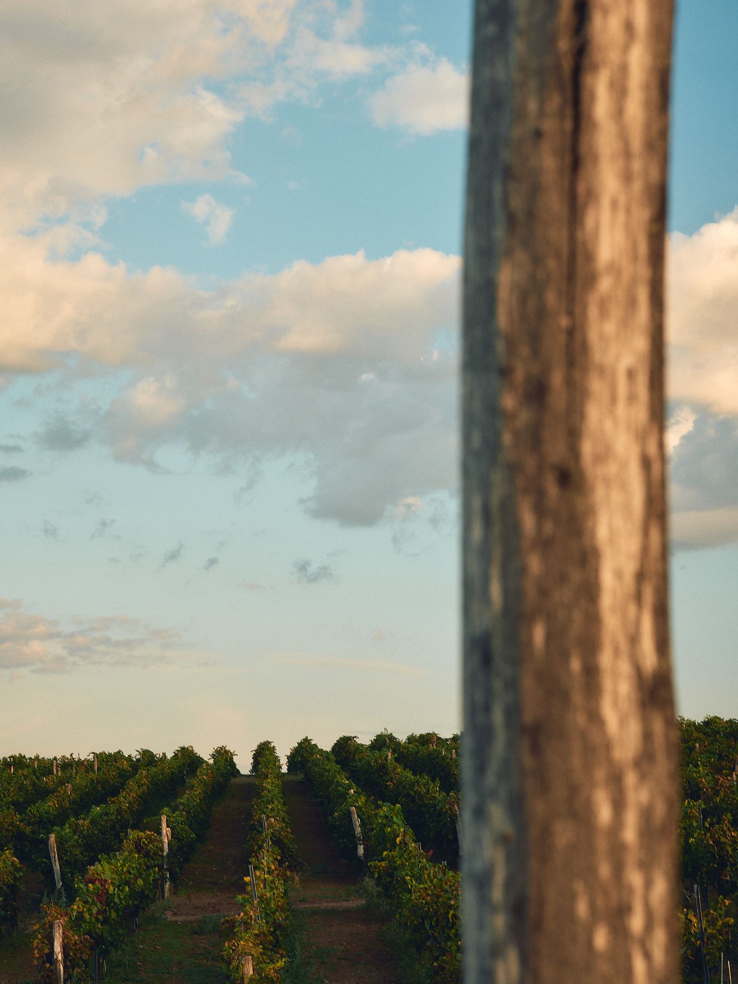 Vineyard rows stretch into the distance under a bright blue sky with scattered white clouds at sunset.