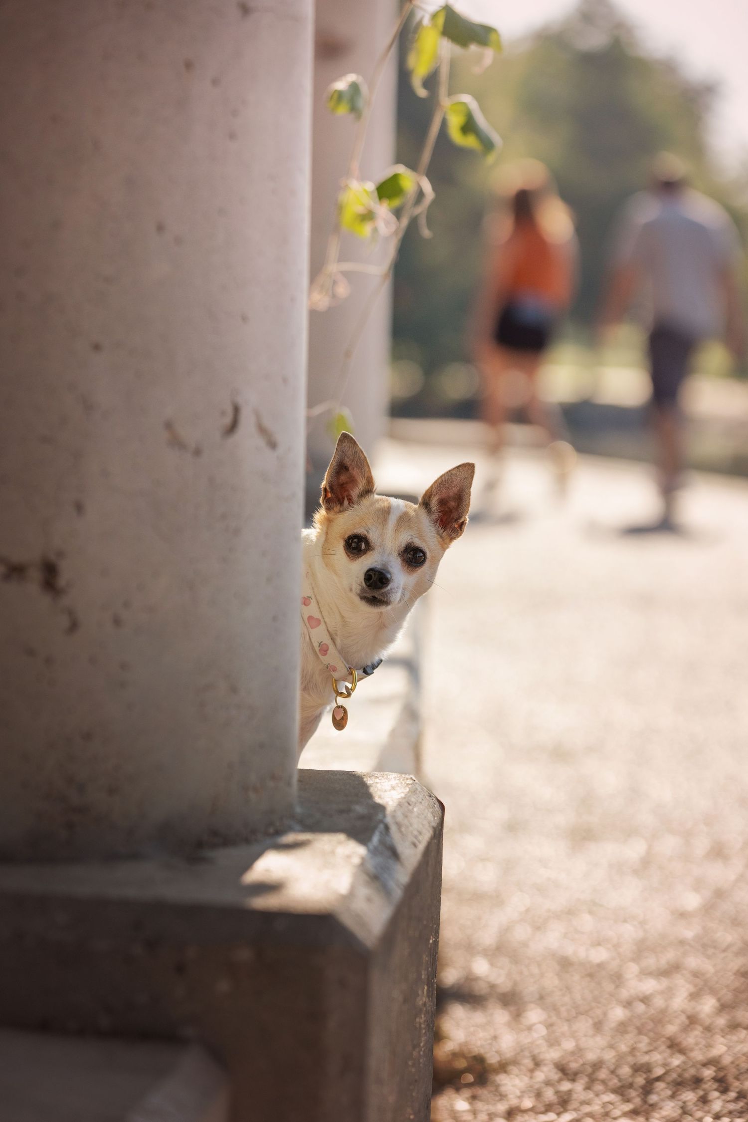A playful dog peeks out from behind a pillar in a sequence of photos showing different angles of its face.