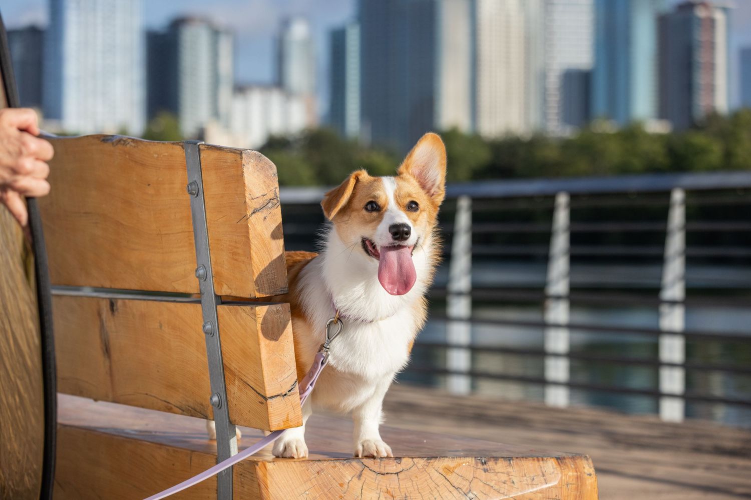 Happy Corgi dog stands with her tongue out, looking expectantly at its owner.