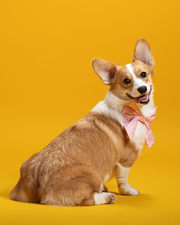 Adorable Corgi wearing a pink bow tie sits attentively against a bright yellow background.