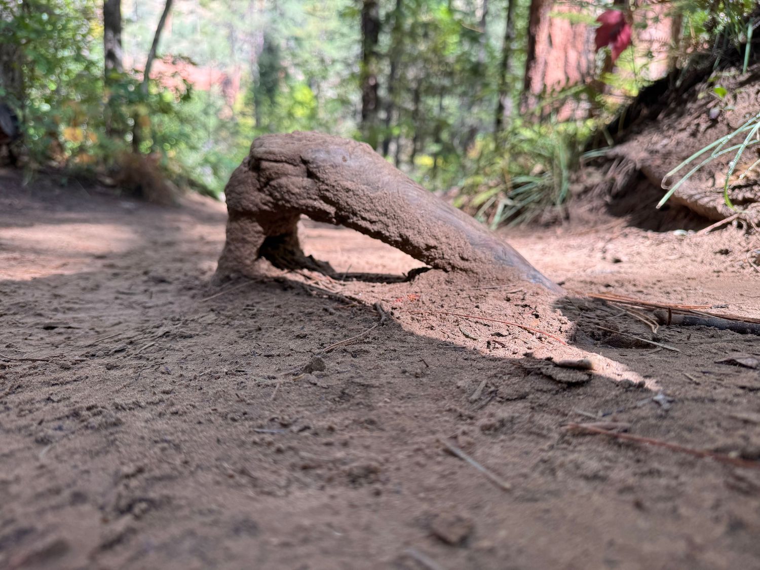 A series of eight close-up shots showing dirt trails and tree roots along a forest path.