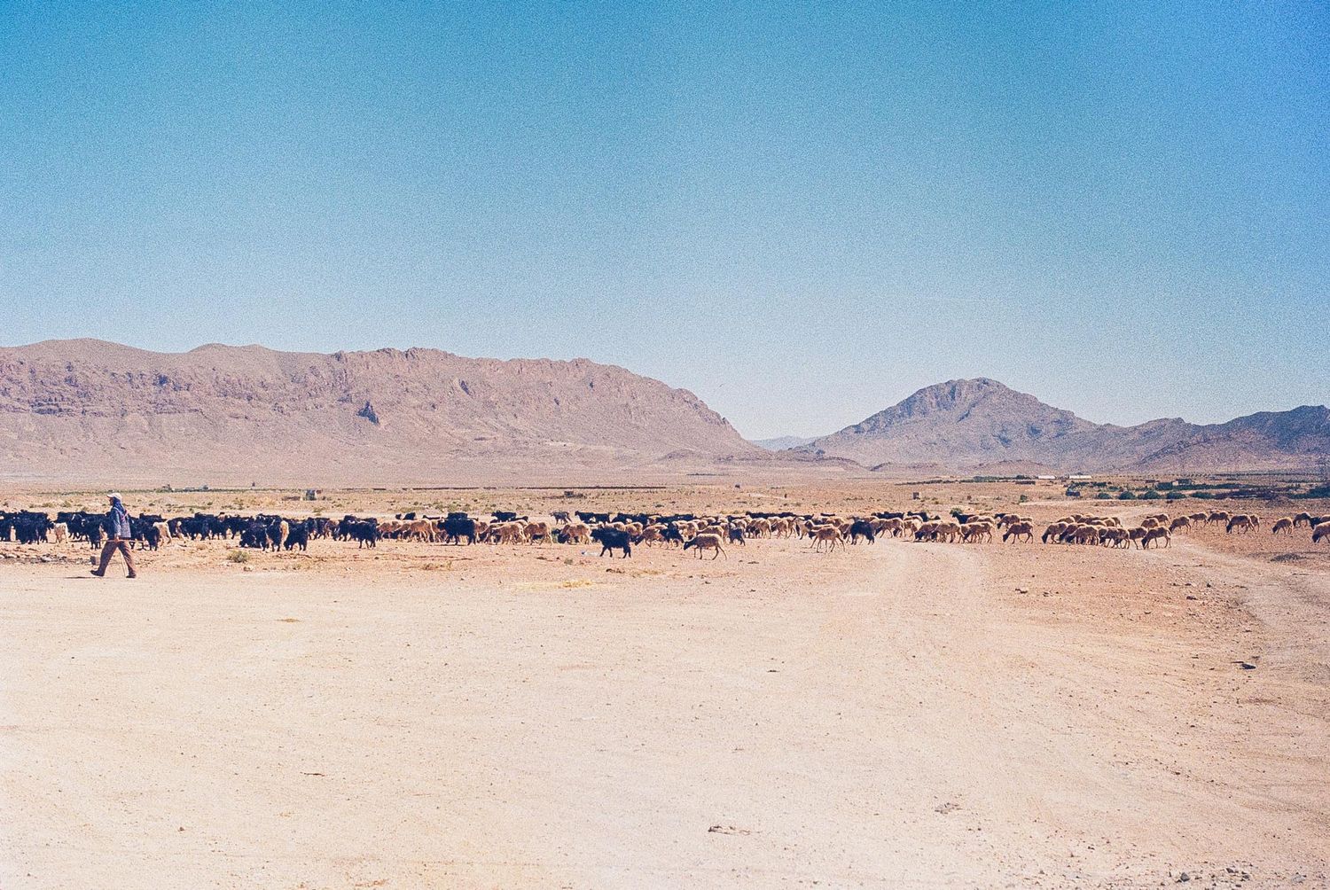 A herd of cattle grazes in a vast desert landscape with mountains and clear blue sky in the background.