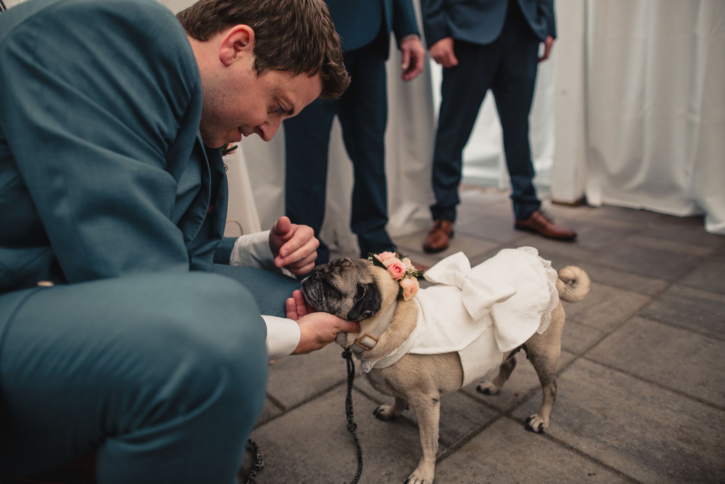 Groom in teal suit adjusting outfit on pug dog dressed in white wedding attire at outdoor ceremony.