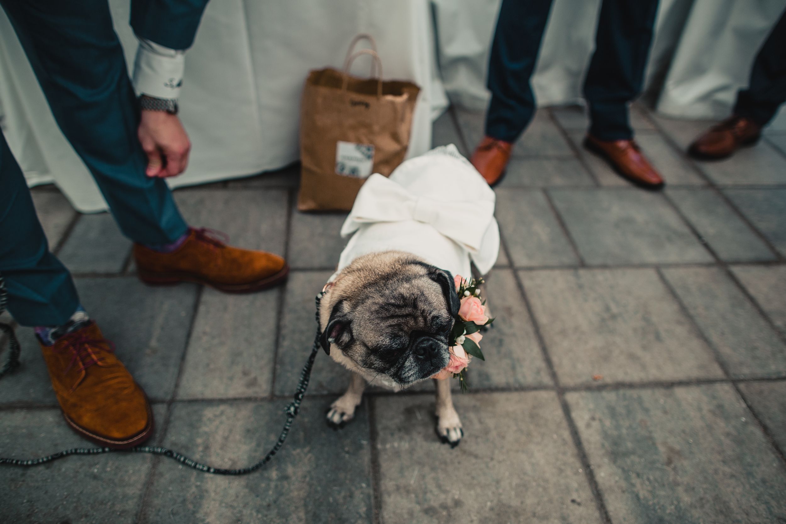 Adorable pug dressed in white wedding outfit with pink flowers, on leash at outdoor wedding ceremony.