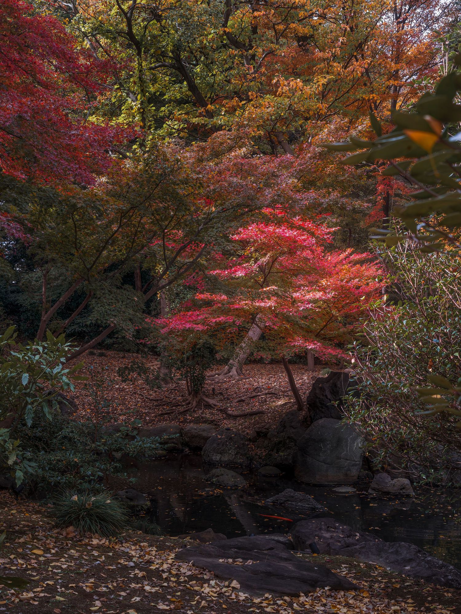Vibrant autumn Japanese maple tree with red foliage surrounded by colorful fall trees in a serene garden setting.
