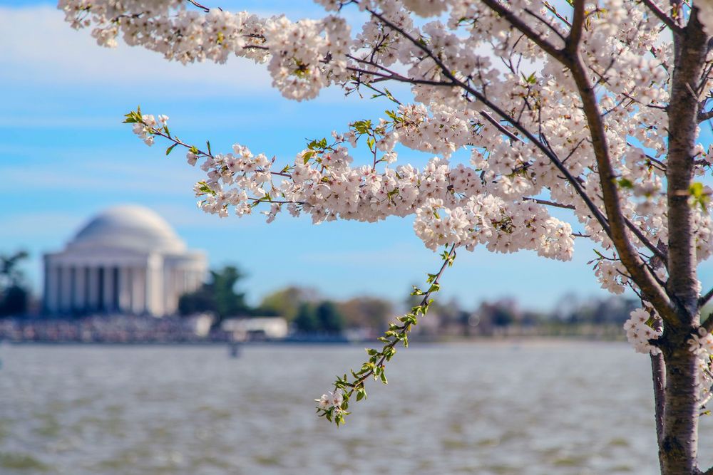 Cherry blossoms frame the Jefferson Memorial across the Tidal Basin in Washington DC during peak spring bloom.