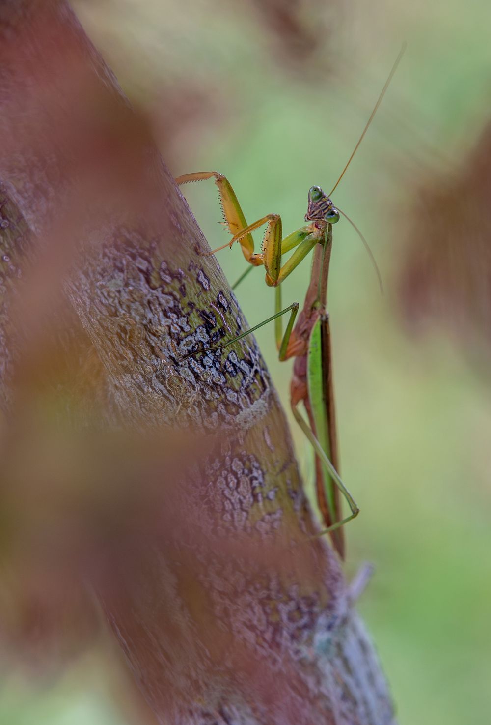 Close-up of a praying mantis perched on purple flowers with soft bokeh background.