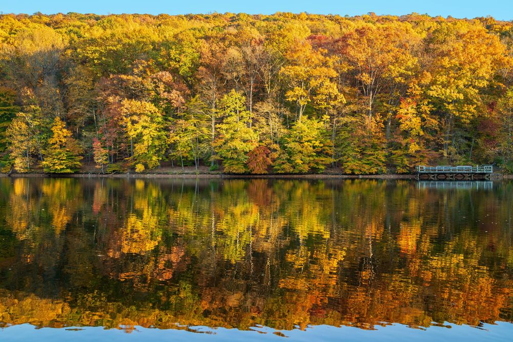 Autumn trees with golden foliage reflect perfectly in still lake water.