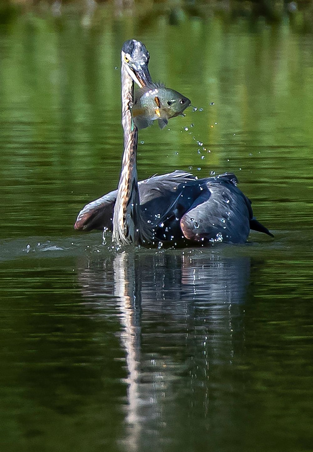 Great blue heron splashes in lake water while hunting for fish.