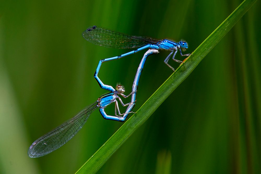 Blue damselfly resting delicately on a bright green blade of grass.