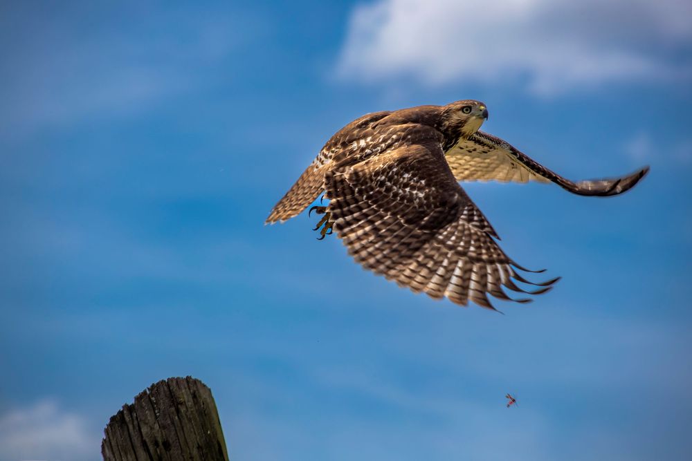 Hawk spreads its wings in flight against bright blue sky.