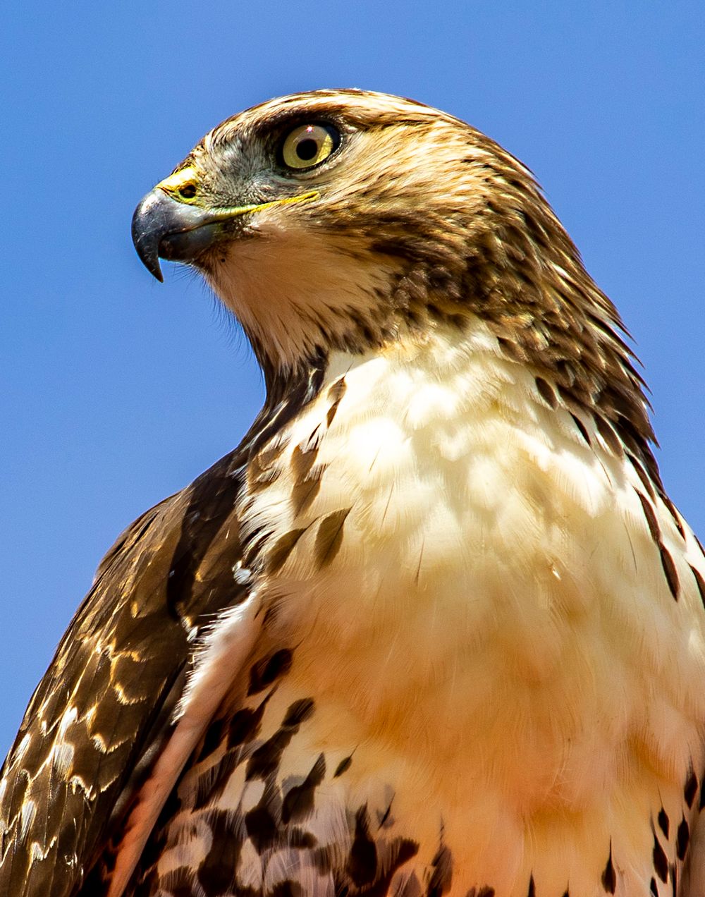 Close-up portrait of a red-tailed hawk with fierce yellow eye against blue sky.