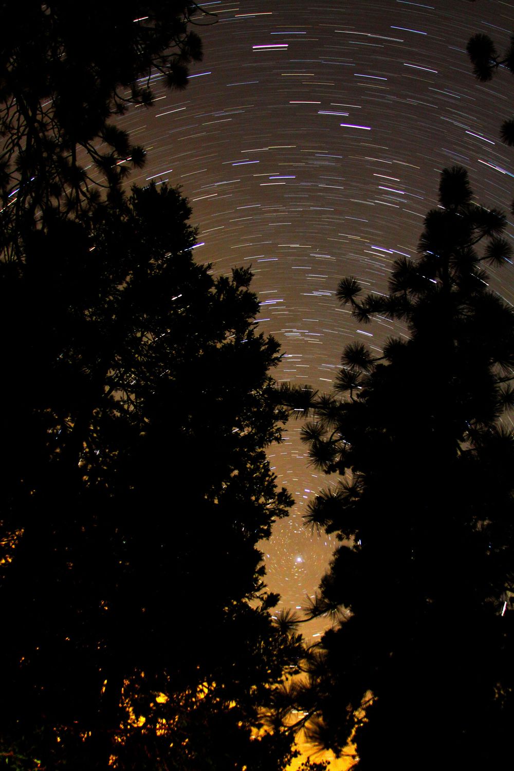 Star trails swirl in the night sky above silhouetted pine trees.