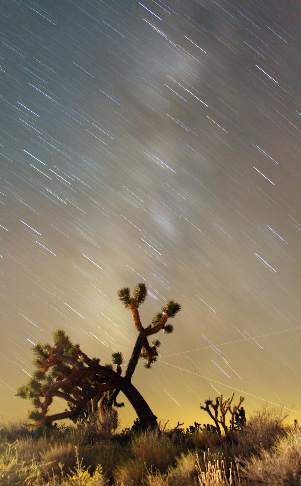 Joshua tree silhouetted against star trails in the desert night sky.