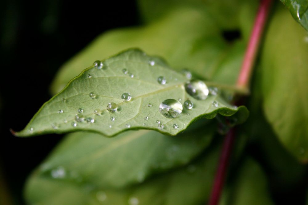 Water droplets glisten on green leaves after rainfall in macro photography.