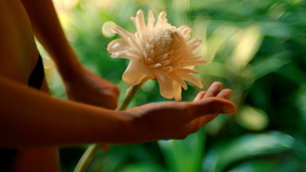 A delicate pink lily flower blooms against a soft green bokeh background in a garden setting.