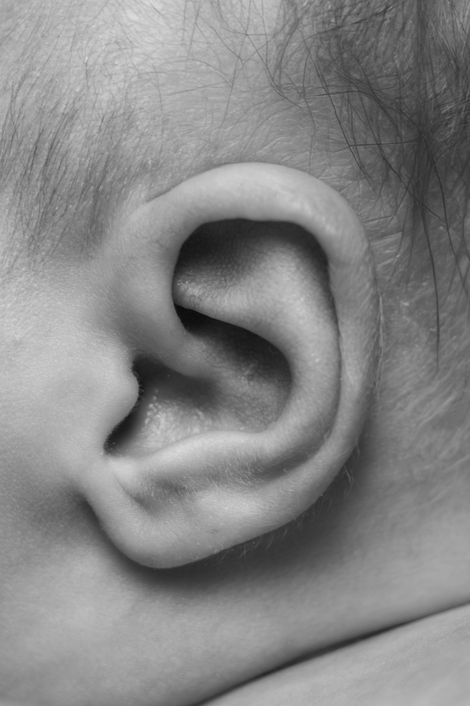 A series of close-up black and white photographs showing human ears from different angles in profile view.