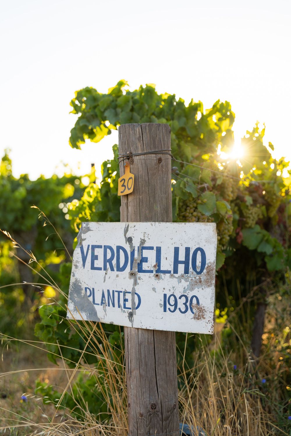 Verdelho vineyard sign at Bleasdale winery planted 1930
