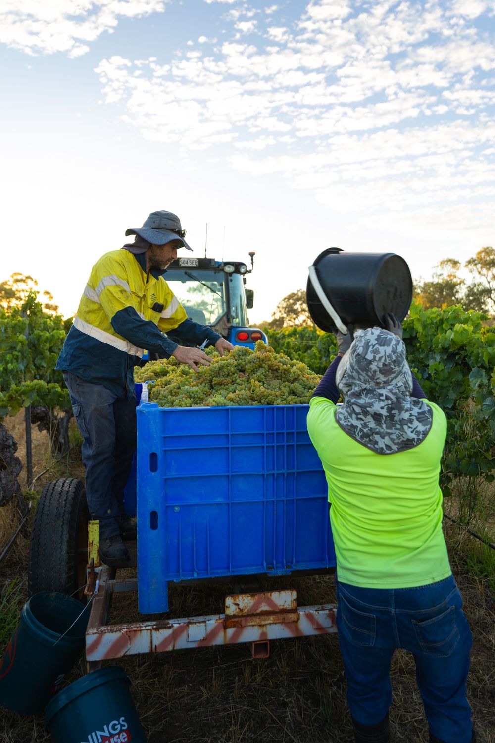 Workers loading freshly picked grapes into bin during harvest