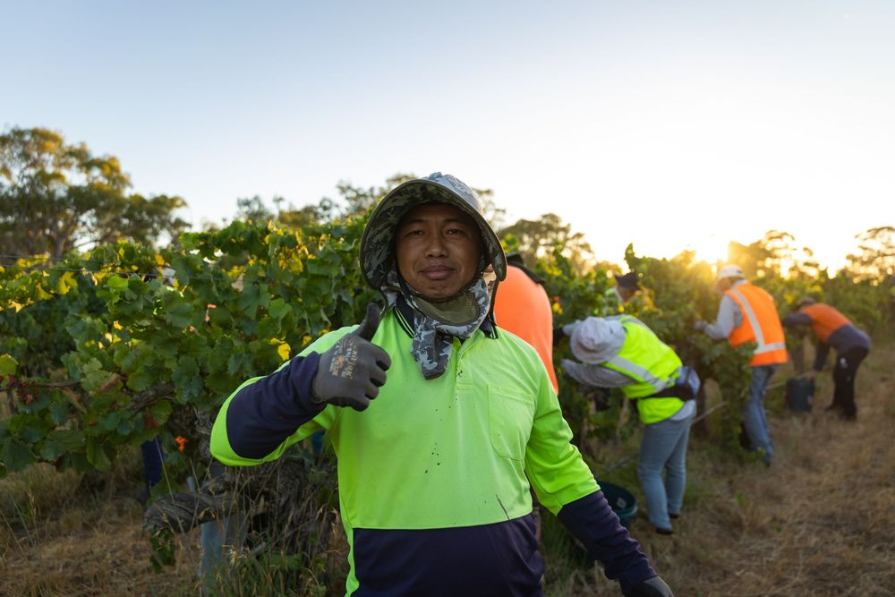 Vineyard worker giving thumbs up during grape harvest