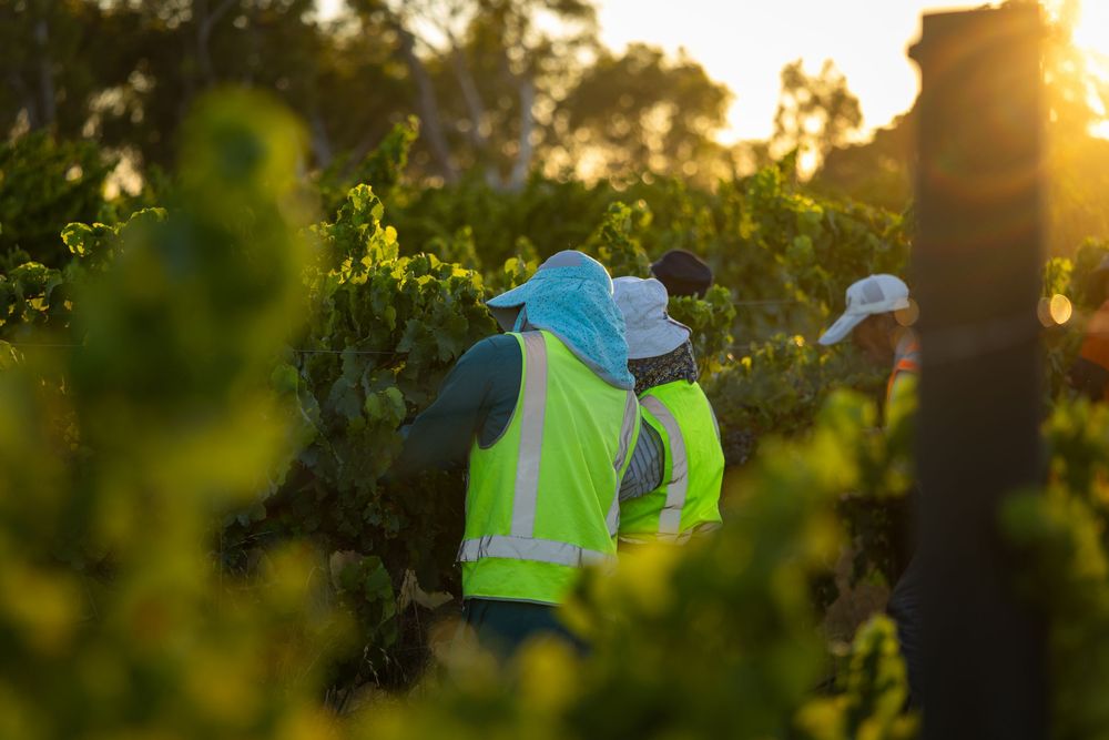 Vineyard workers picking grapes at sunset in South Australia