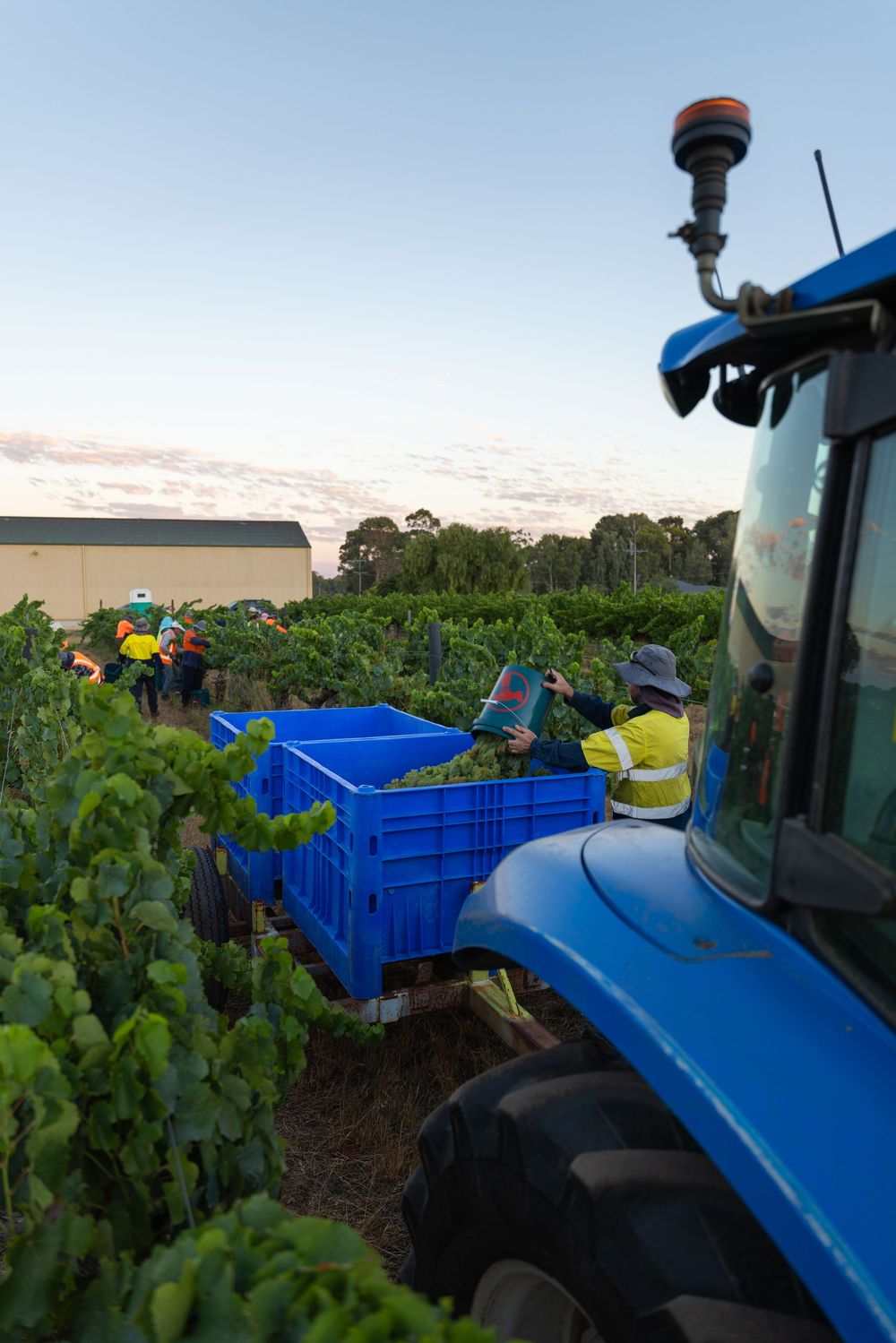 Grape harvest crew working alongside tractor and bins in vineyard
