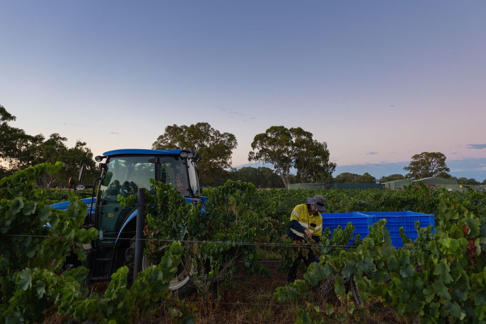 Tractor moving through vineyard rows during evening harvest