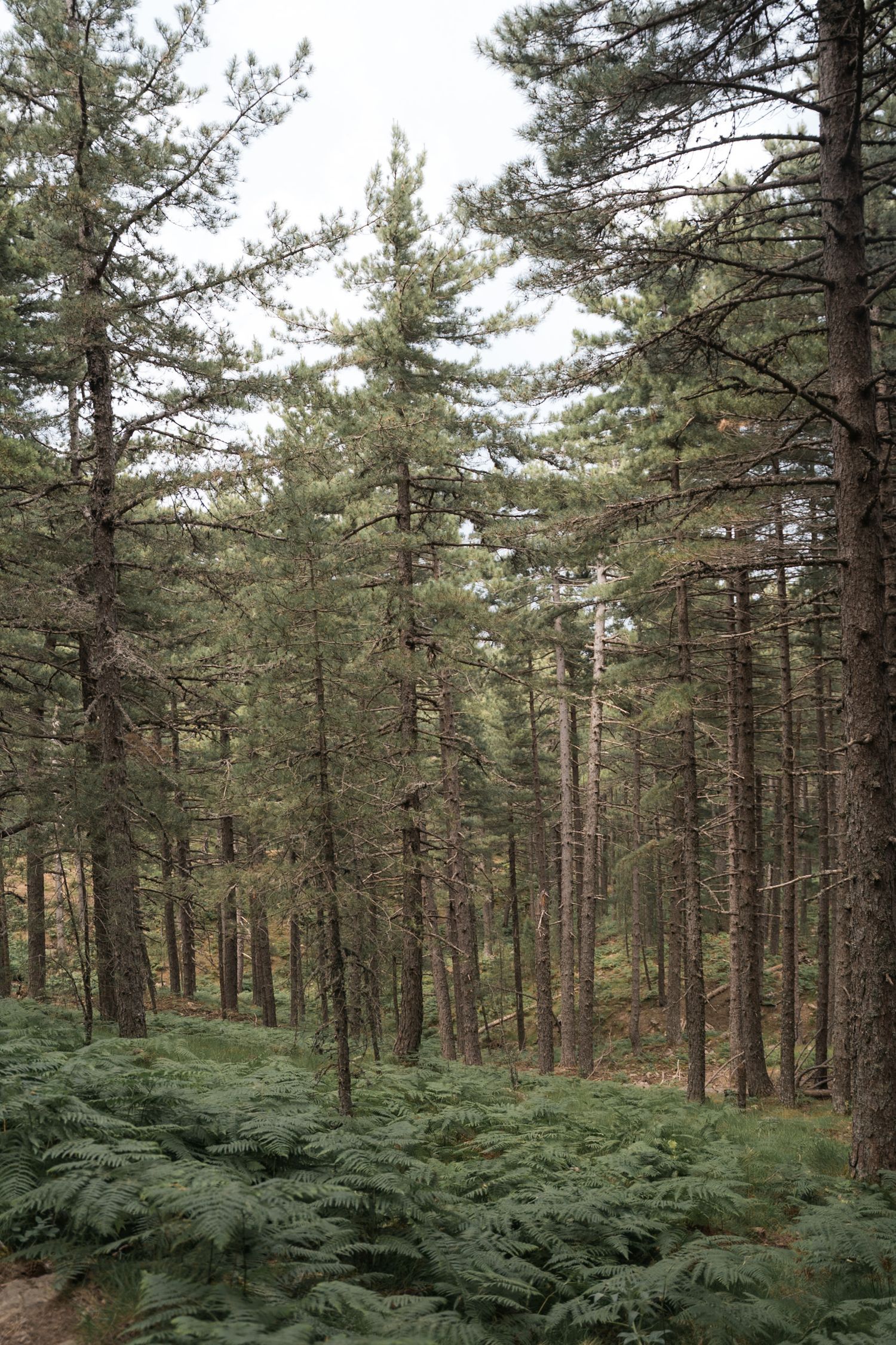 foret de pins laricio pour aller au trou de la bombe