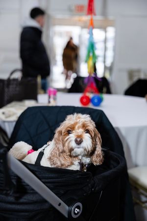 Adorable fluffy Cavapoo puppy sitting in a black pet stroller at a colorful birthday party event.