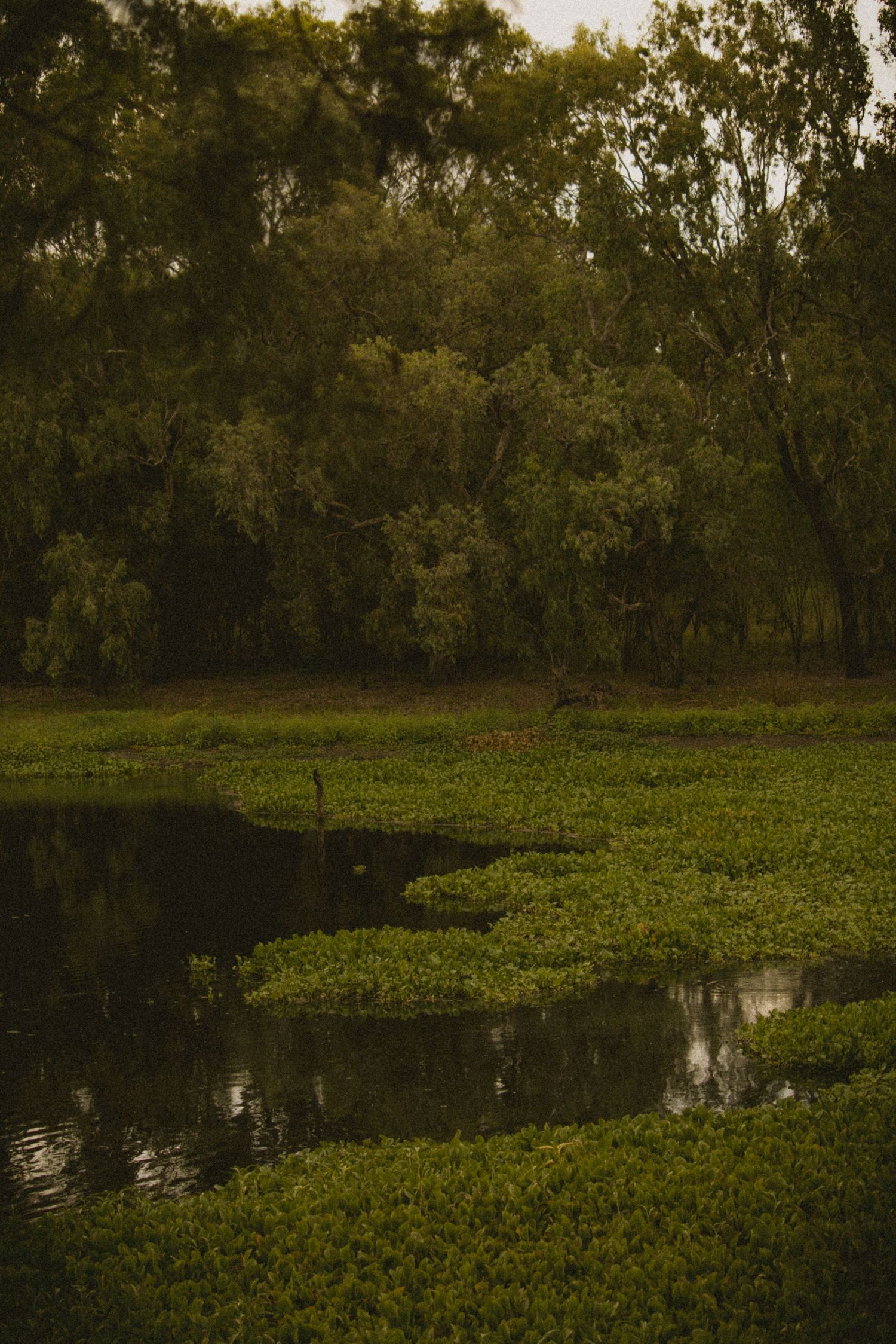 Lush green wetland with aquatic plants, dark reflective water, and dense forest trees in a serene natural landscape.