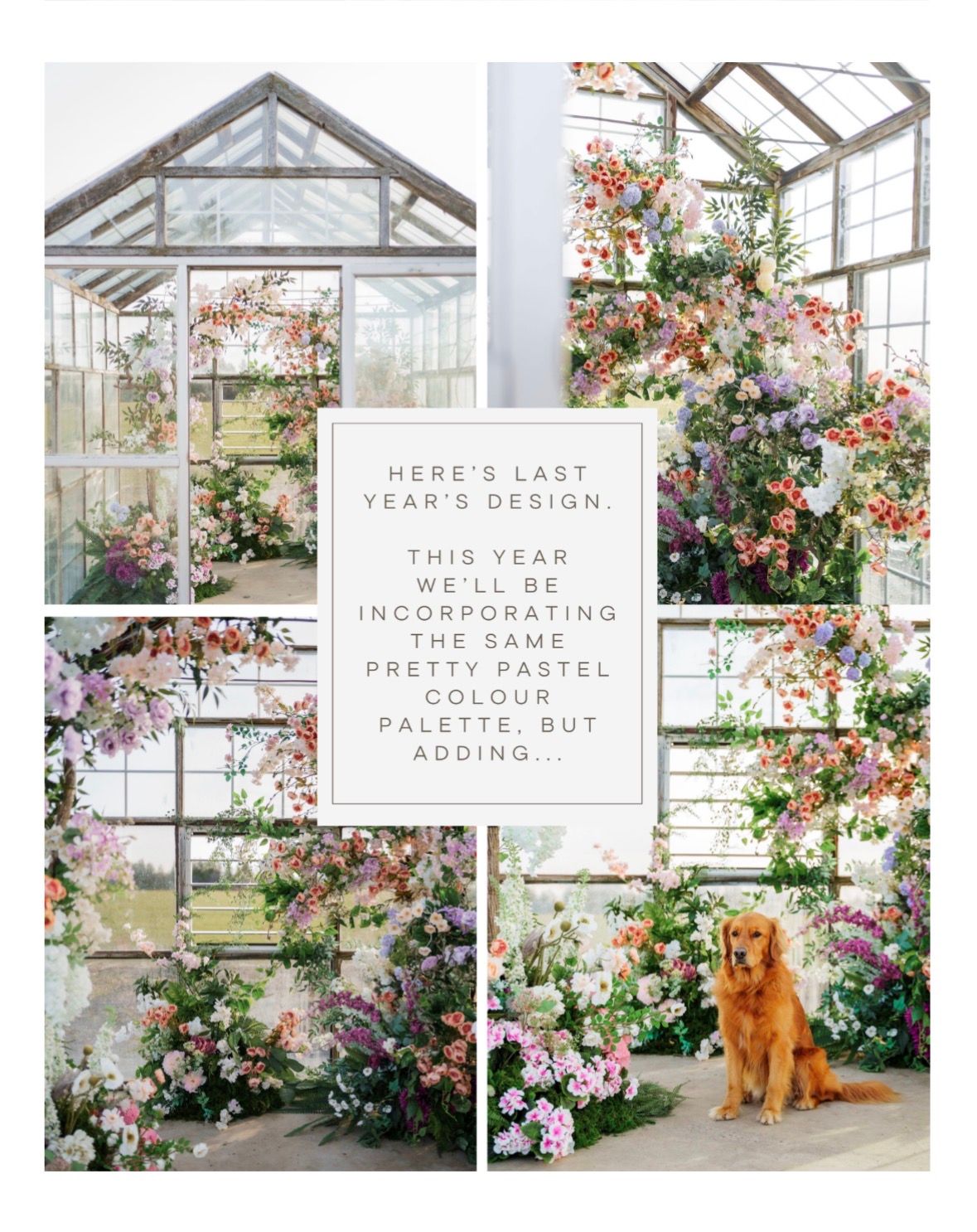 Collage of a flower-filled greenhouse with pastel blooms and a golden retriever, showcasing last year's floral design.