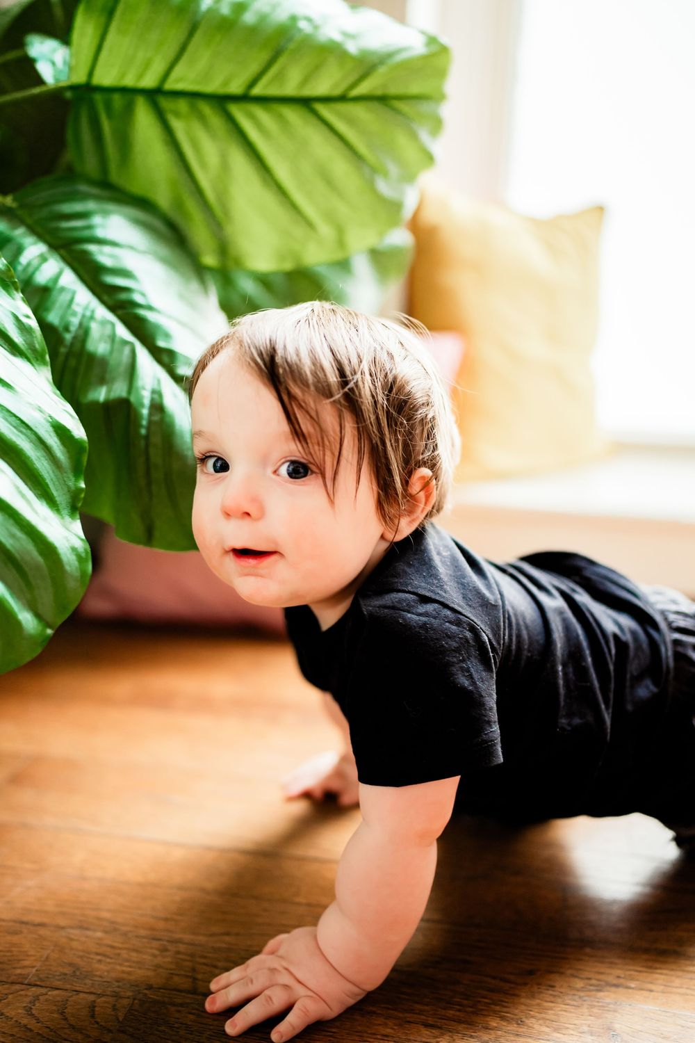 An adorable baby in a black onesie crawls on a hardwood floor near a large tropical houseplant.
