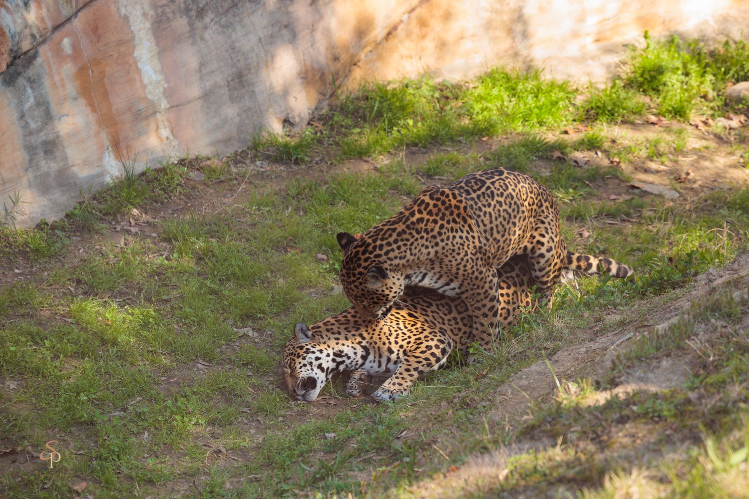 A jaguar rests in the shade on grassy ground at a wildlife sanctuary or zoo enclosure.