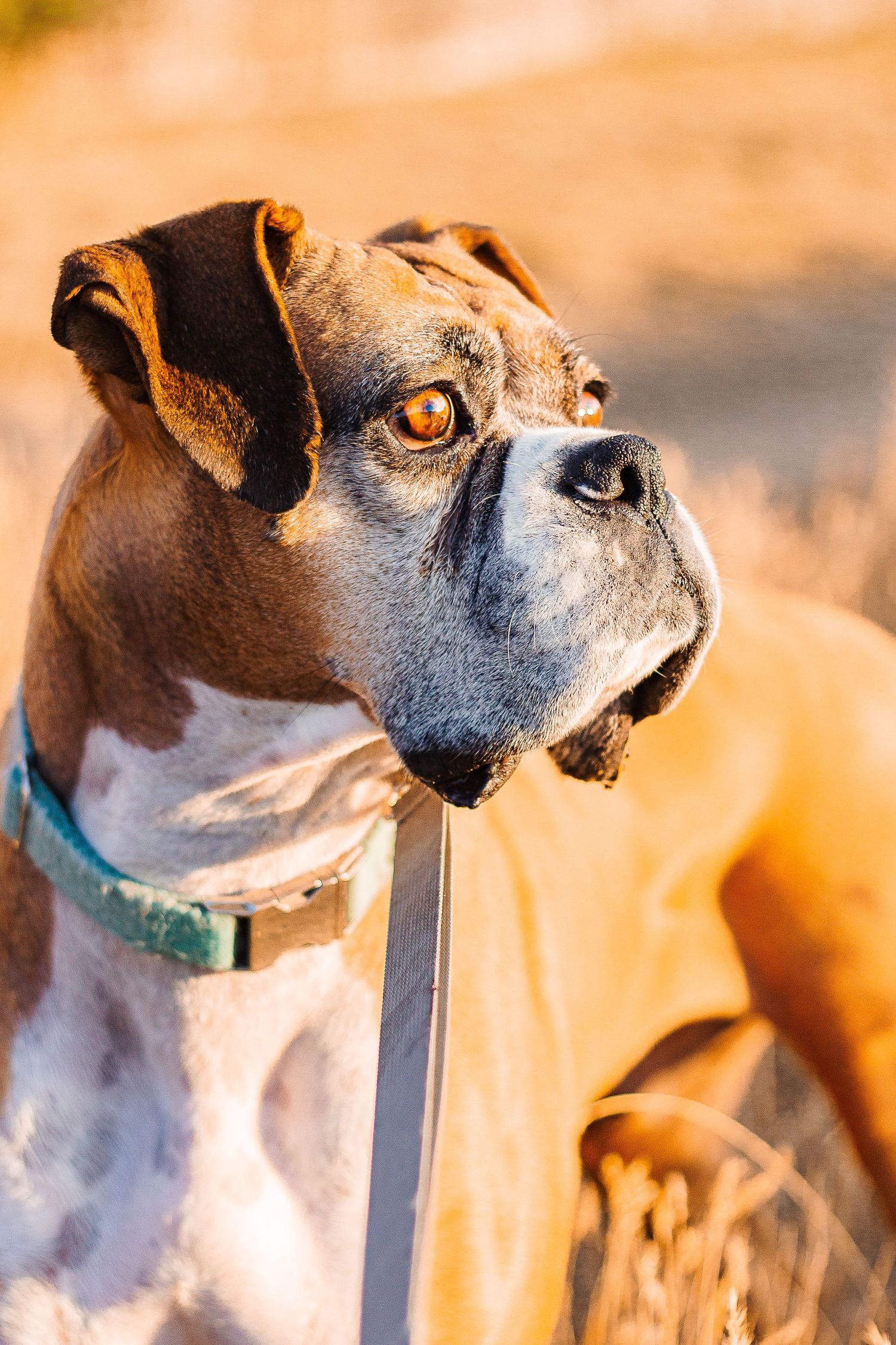 A boxer dog looks away from the camera in the sunset. She wears a blue collar.