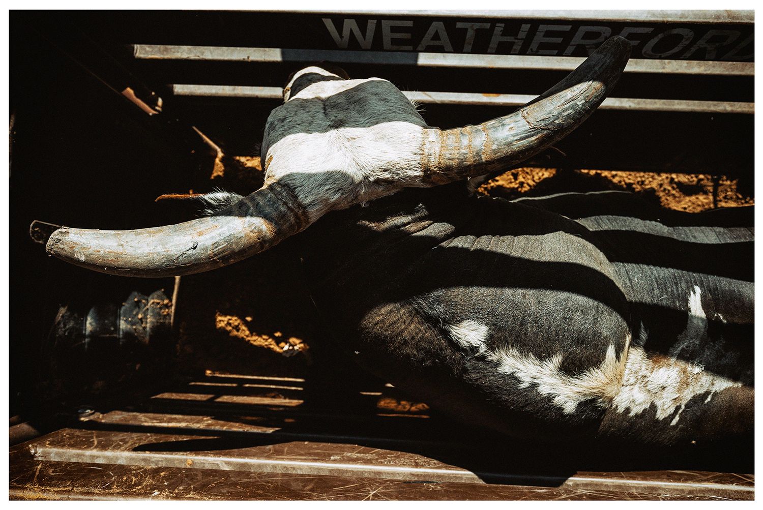 Bucking bull in the chutes casting dramatic shadows in moody lighting photographed by Chris Douglas.