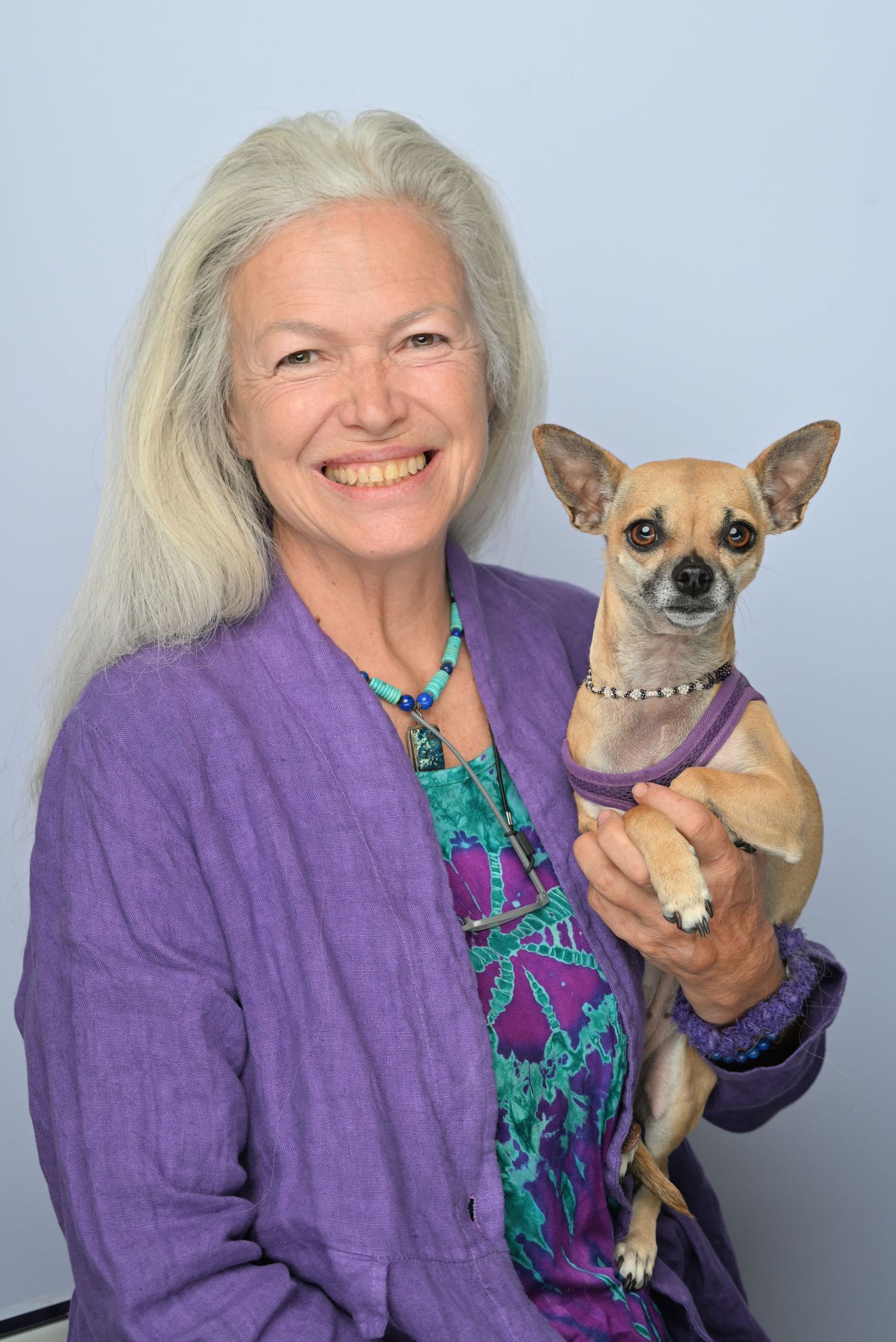 A person in a purple sweater holds a small Chihuahua dog wearing a collar against a light blue background.