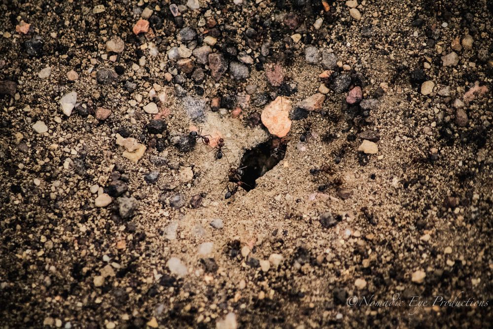 Close-up of footprint or paw print impression in sandy soil with small pebbles.