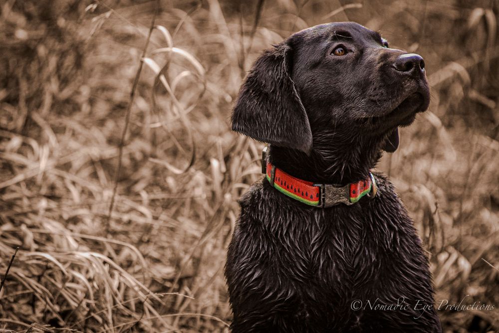 Black lab with red collar gazing upward in sepia-toned natural setting.